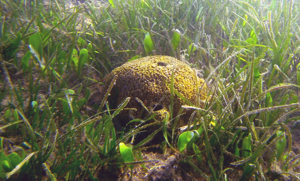 Cinachyrella tarentina?